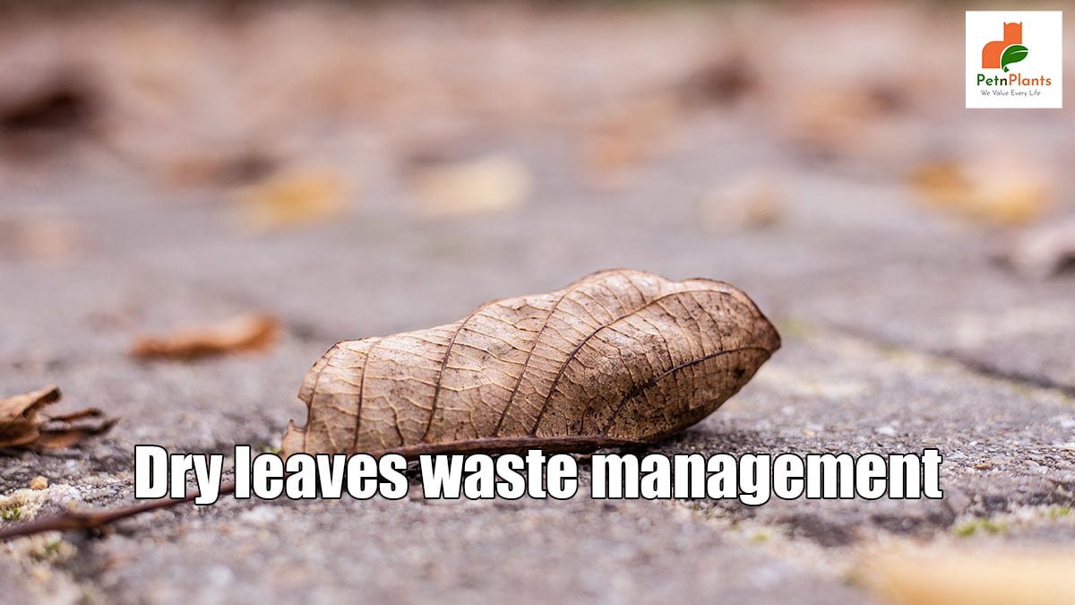 Dry-leaves-waste-management