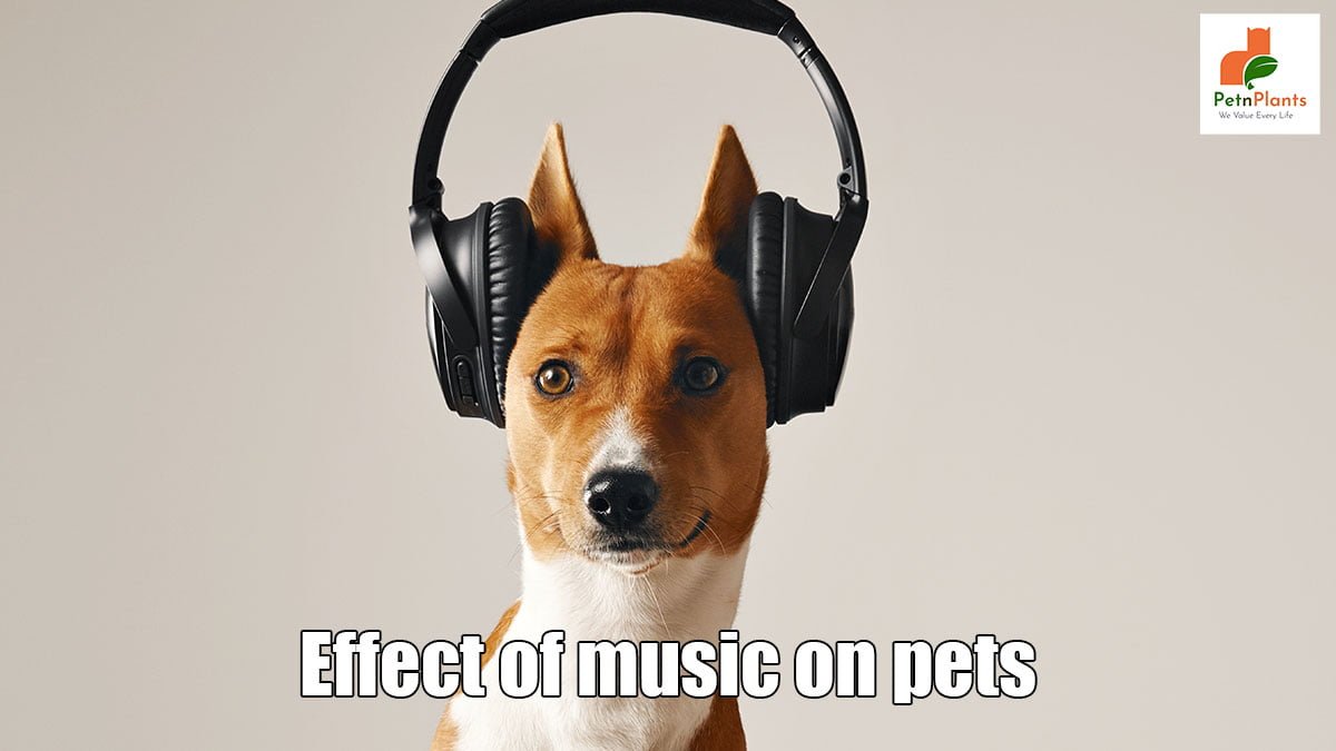 Effect of Music on Pets