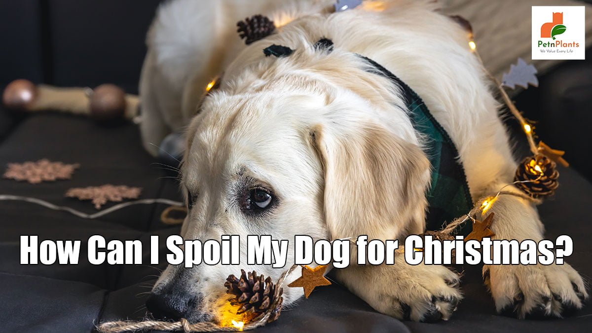 How Can I Spoil My Dog for Christmas?