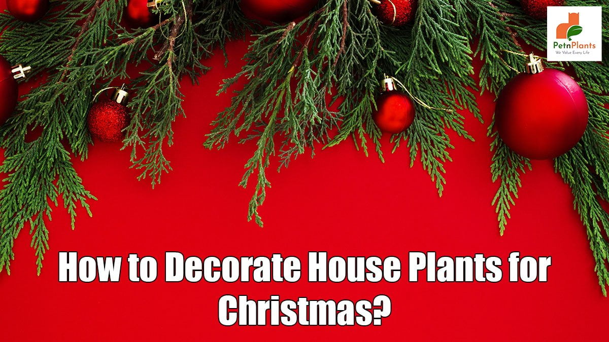 How to Decorate House Plants for Christmas?