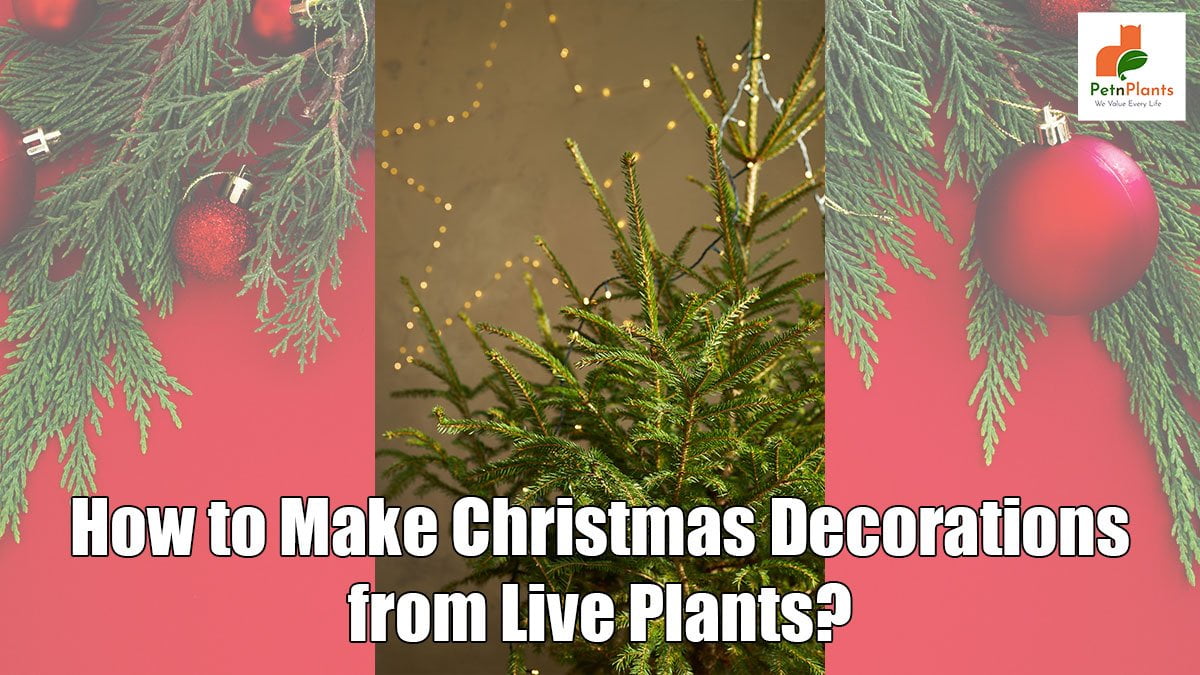 How-to-Make-Christmas-Decorations-from-Live-Plants