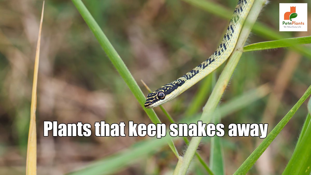 Plants-that-keep-snakes-away