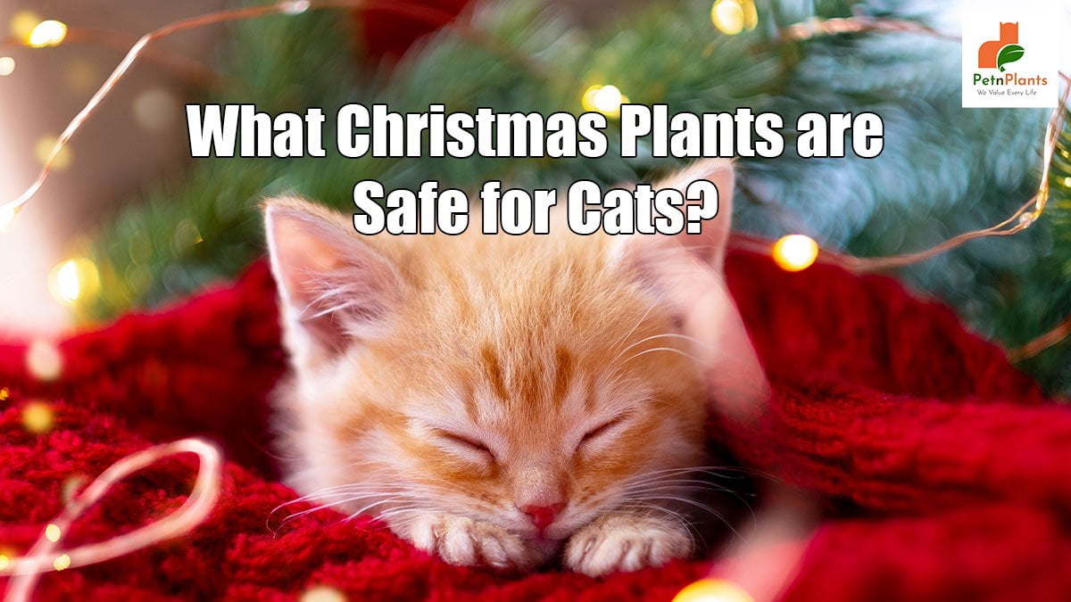 What Christmas Plants are Safe for Cats?