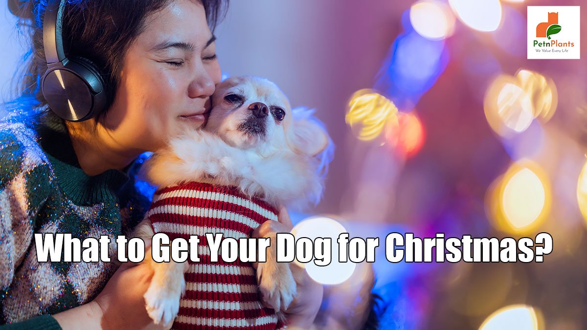 What-to-Get-Your-Dog-for-Christmas