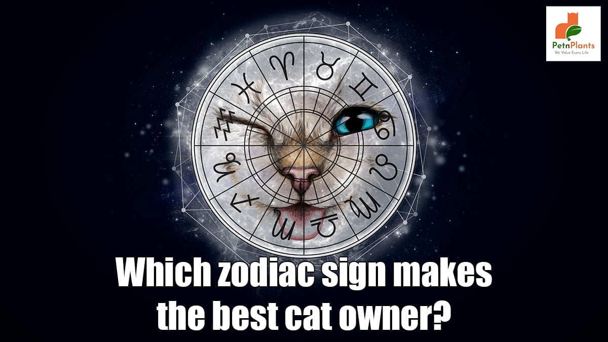 Which-zodiac-sign-makes-the-best-cat-owner