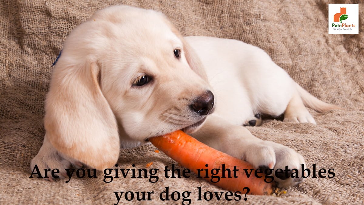 Are you giving the right vegetables your dog loves?