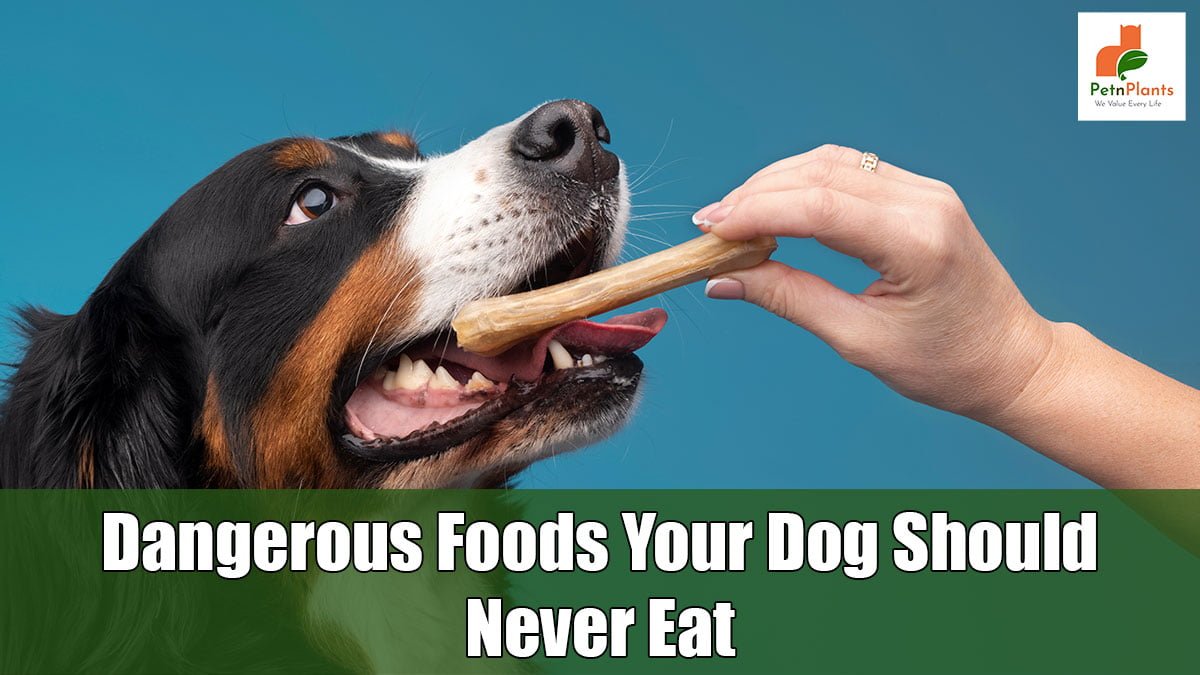 Dangerous-Foods-Your-Dog-Should-Never-Eat