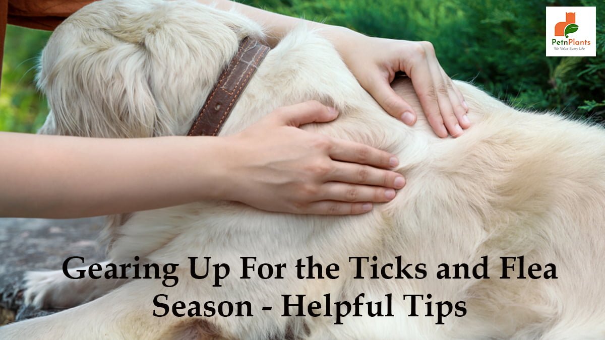 Gearing Up For the Ticks and Flea Season – Helpful Tips