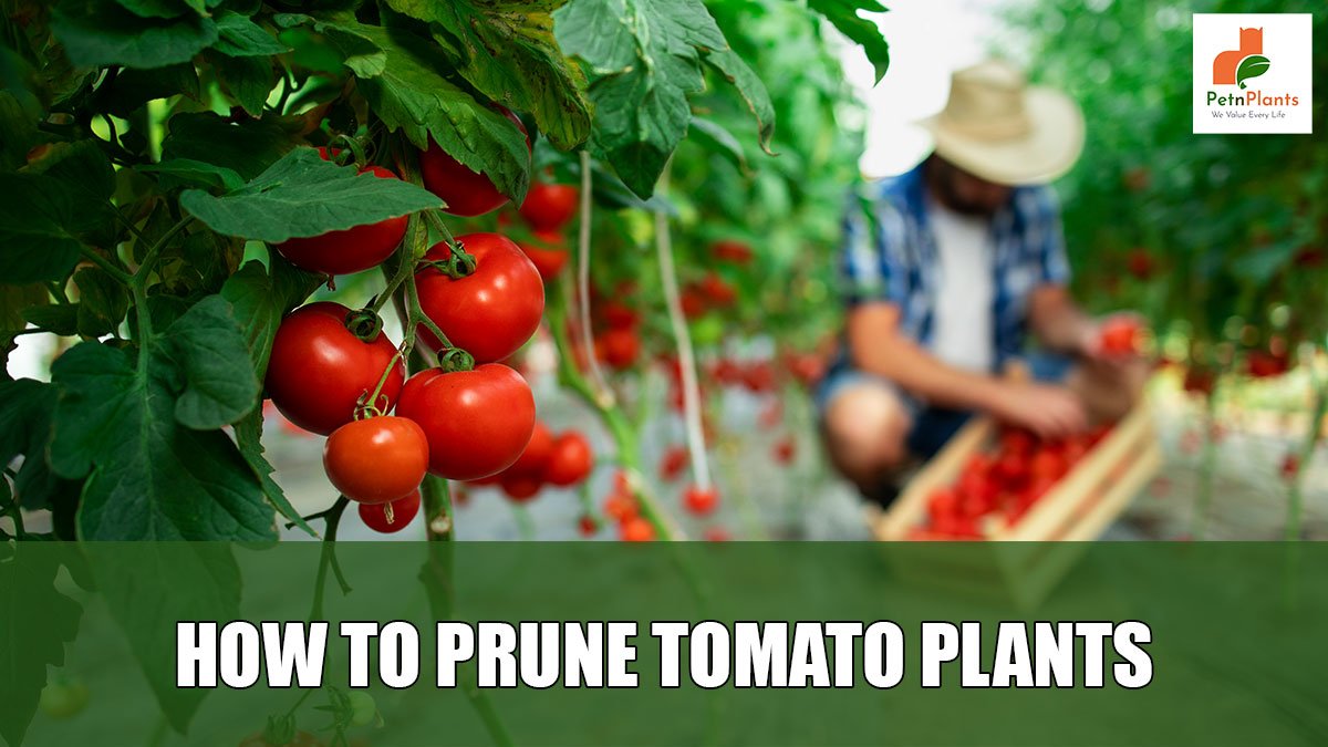 HOW-TO-PRUNE-TOMATO-PLANTS