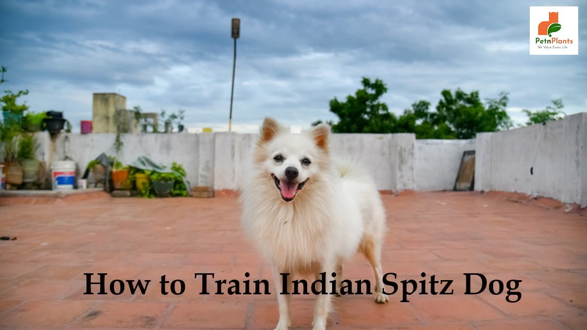 How to Train Indian Spitz Dog