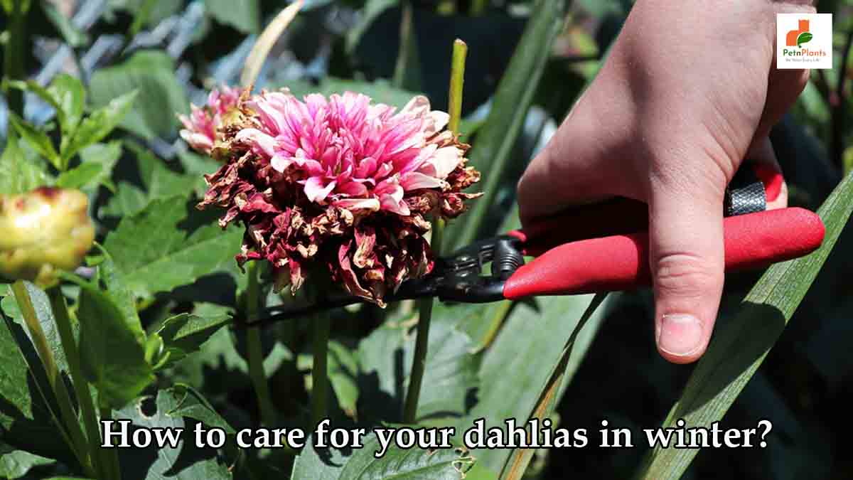 How to care for your dahlias in winter?
