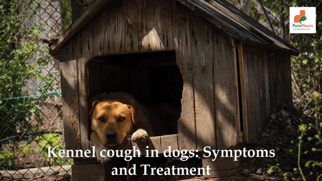 Kennel cough in dogs: Symptoms and Treatment - Pet N Plants