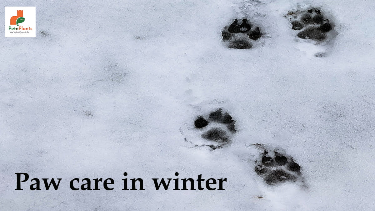 Paw care in winter