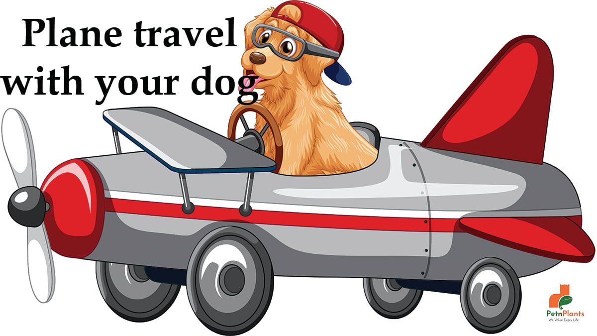 Plane-travel-with-your-dog