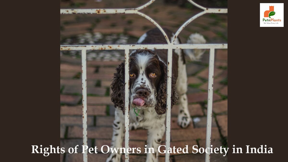 Rights of Pet Owners in Gated Society in India