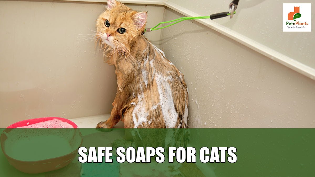 SAFE SOAPS FOR CATS