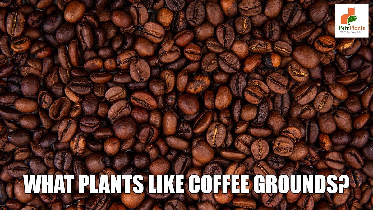 WHAT-PLANTS-LIKE-COFFEE-GROUNDS