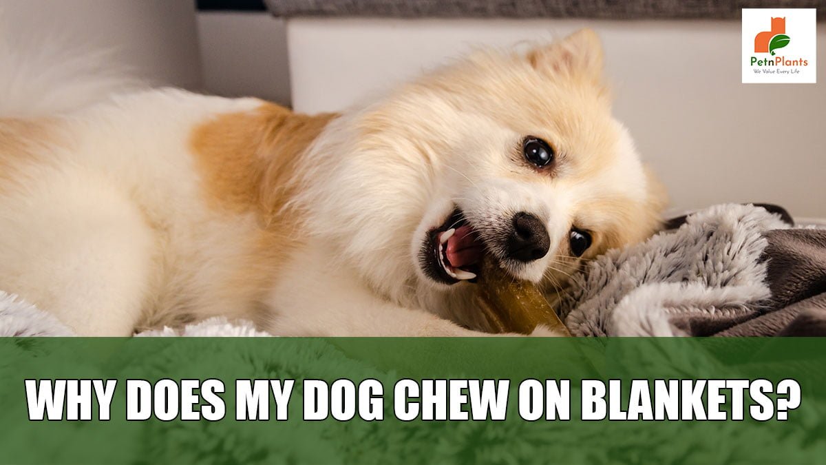 Why Does My Dog Chew on Blankets?