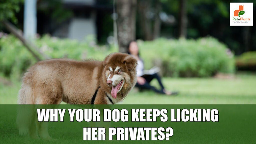 Why Your Dog Keeps Licking Her Privates? - Pet N Plants