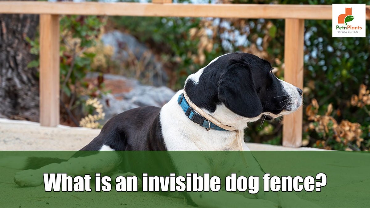 What-is-an-invisible-dog-fence