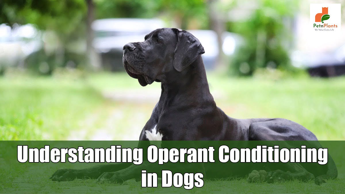 Understanding Operant Conditioning in Dogs - Pet N Plants