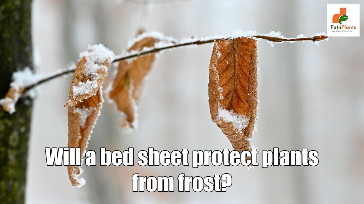 How to protect plants from frost?