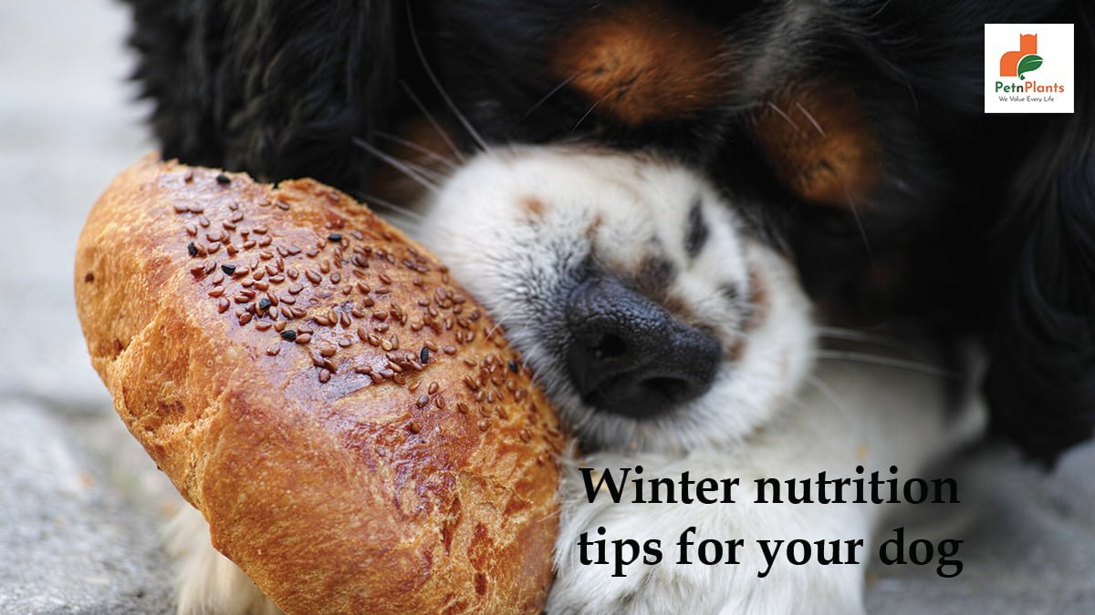 Winter nutrition tips for your dog
