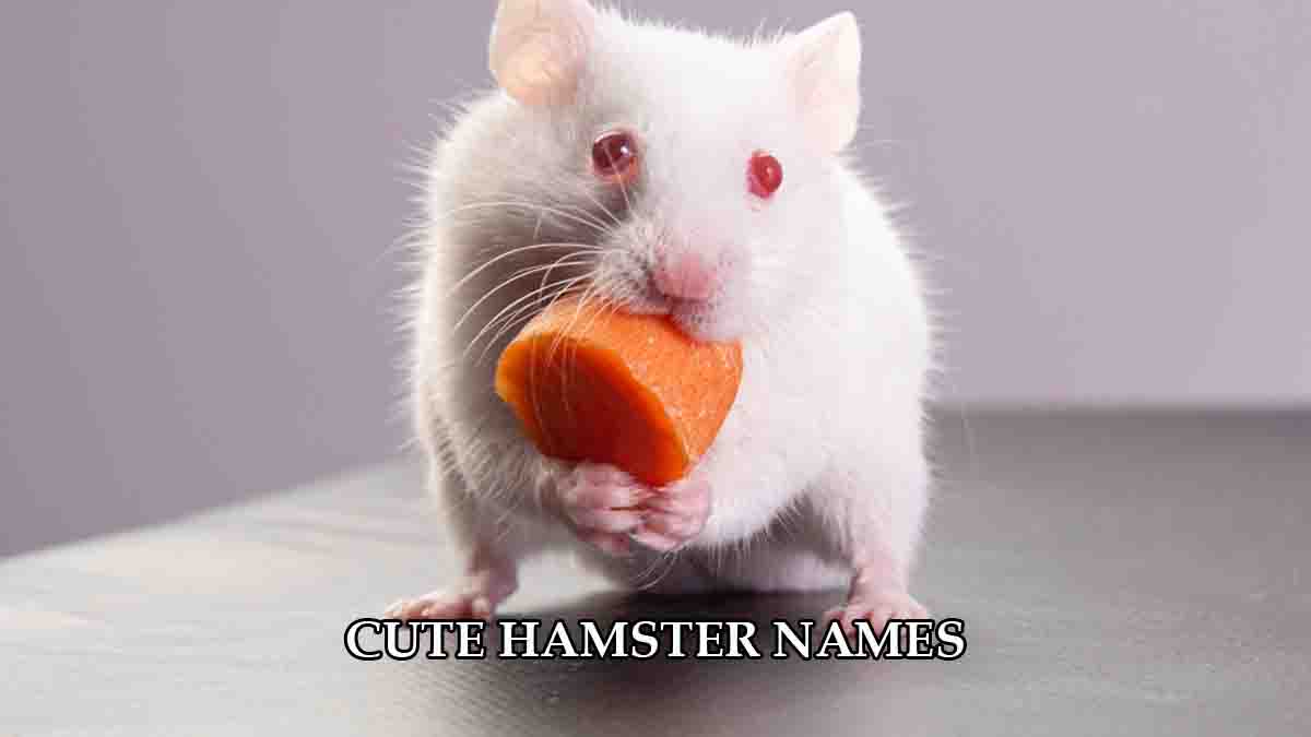 CUTE HAMSTER NAMES
