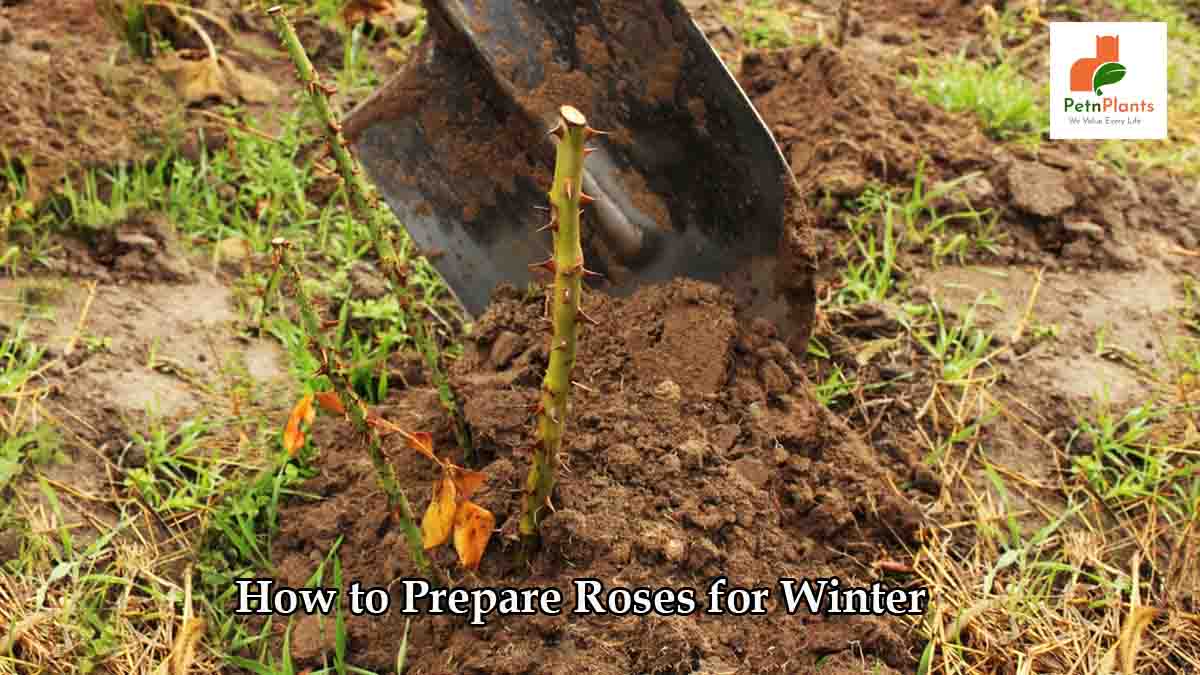 How to prepare roses for winter?