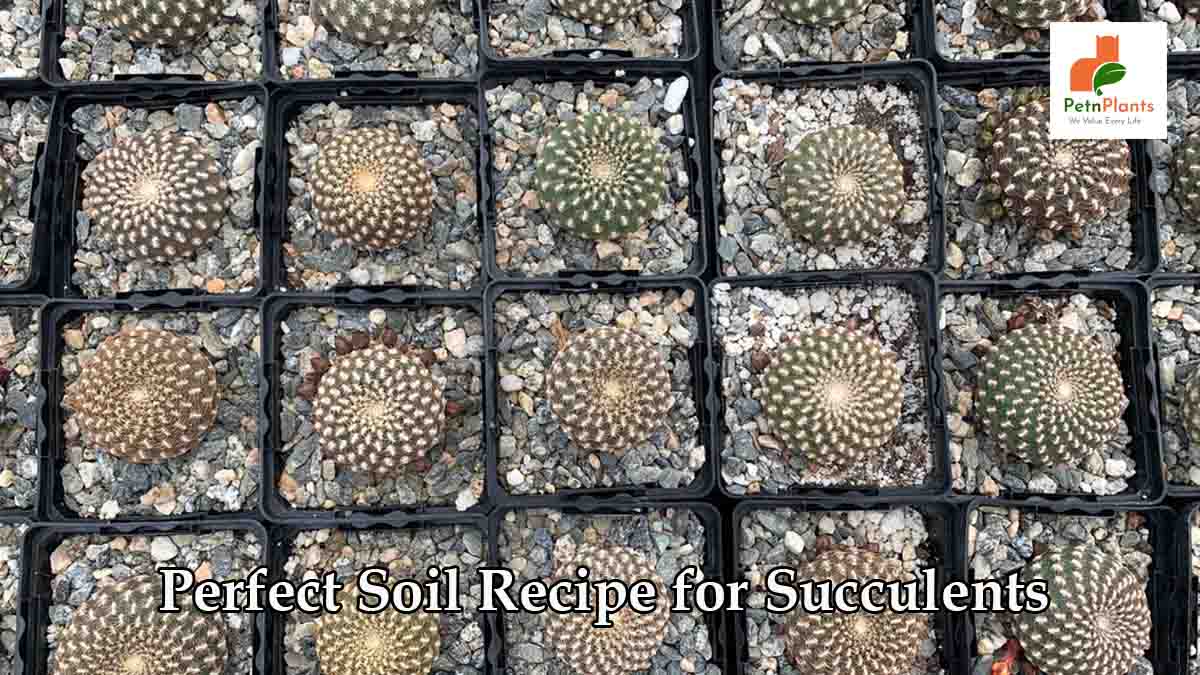 soil-recipe-for-succulents