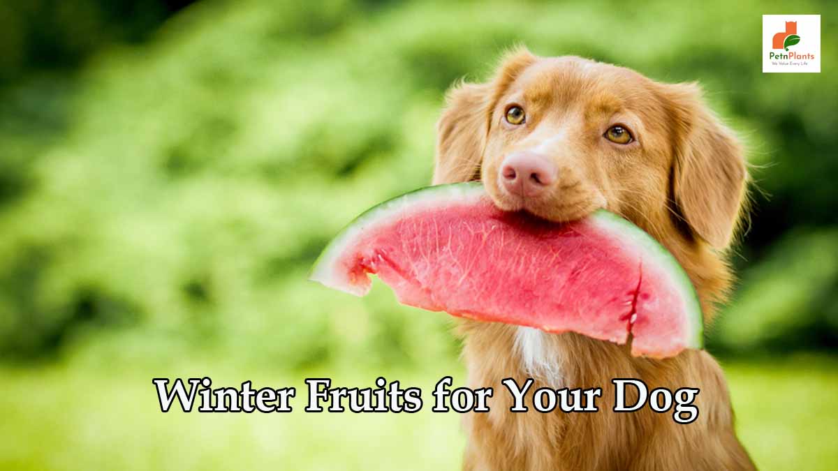 winter-fruits-for-dogs