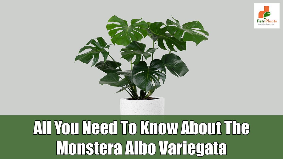 All-You-Need-To-Know-About-The-Monstera-Albo-Variegata