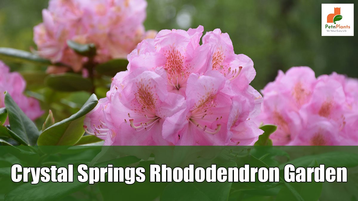 Crystal Springs Rhododendron Garden