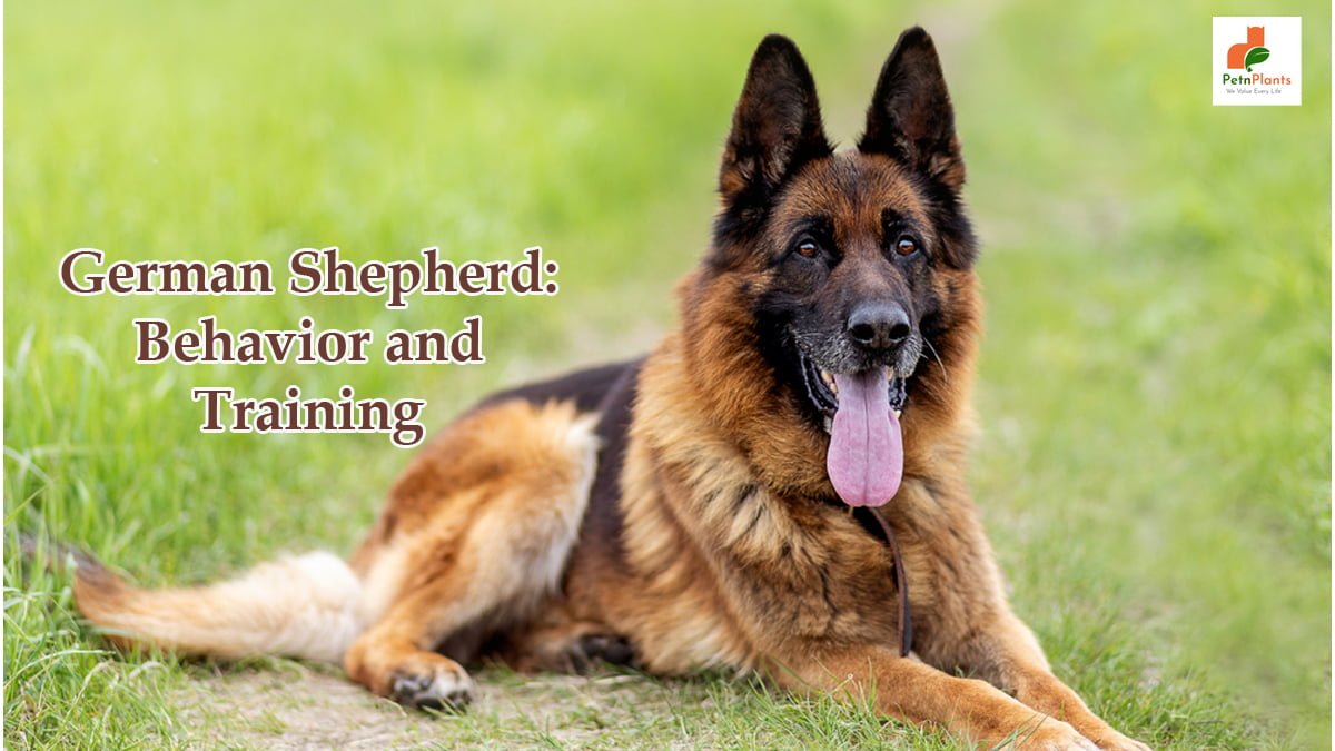 German Shepherd: Behavior and Training