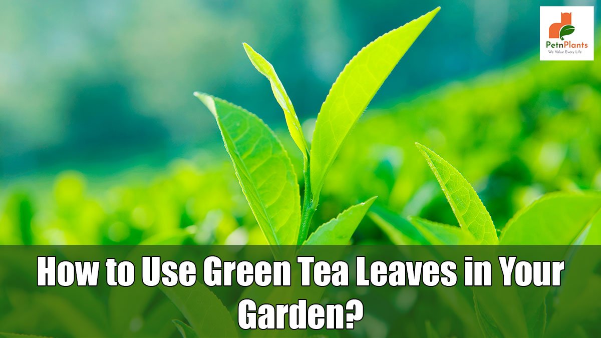 How-to-Use-Green-Tea-Leaves-in-Your-Garden