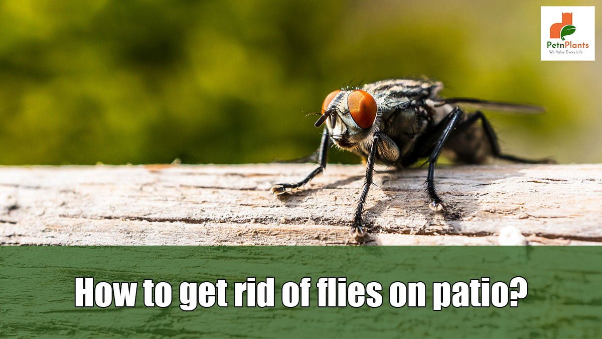 How to get rid of flies on the patio?