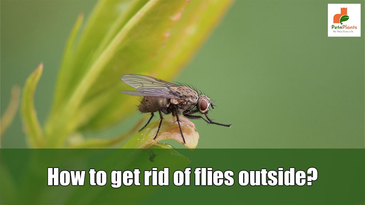 How to get rid of flies outside? Pet N Plants
