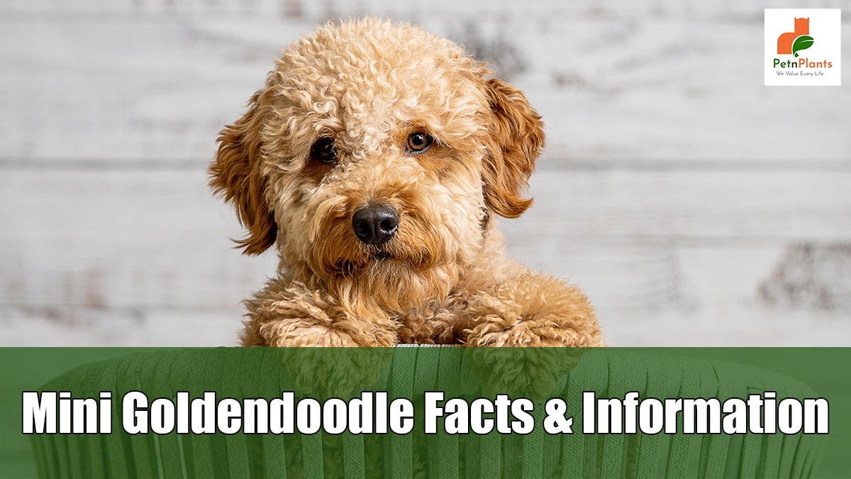 Mini Goldendoodle: Facts & Information - Pet N Plants