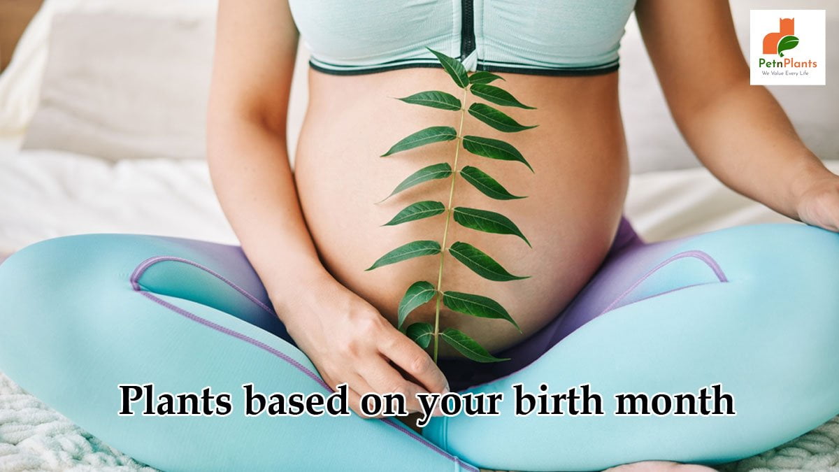 Plants-based-on-your-birth-month