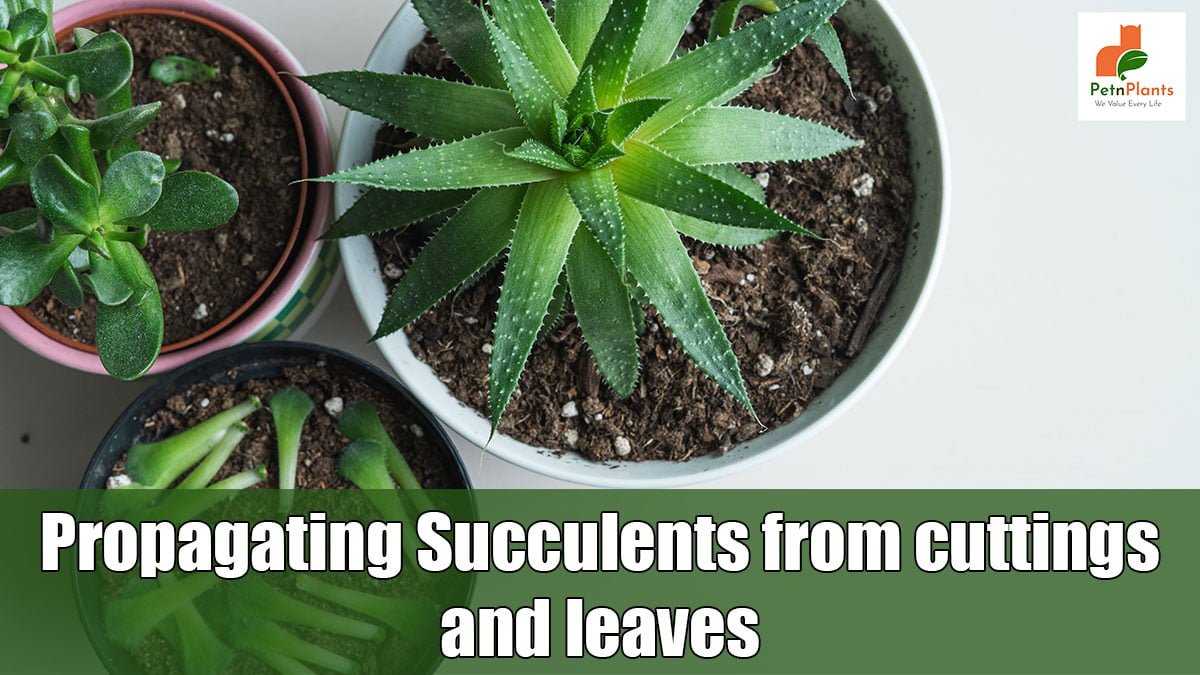 Propagating Succulents from cuttings and leaves