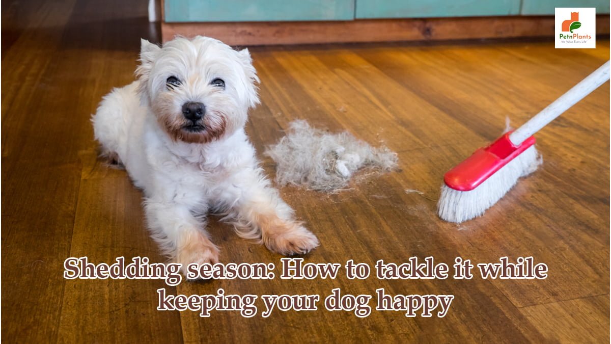Shedding season: How to tackle it while keeping your dog happy