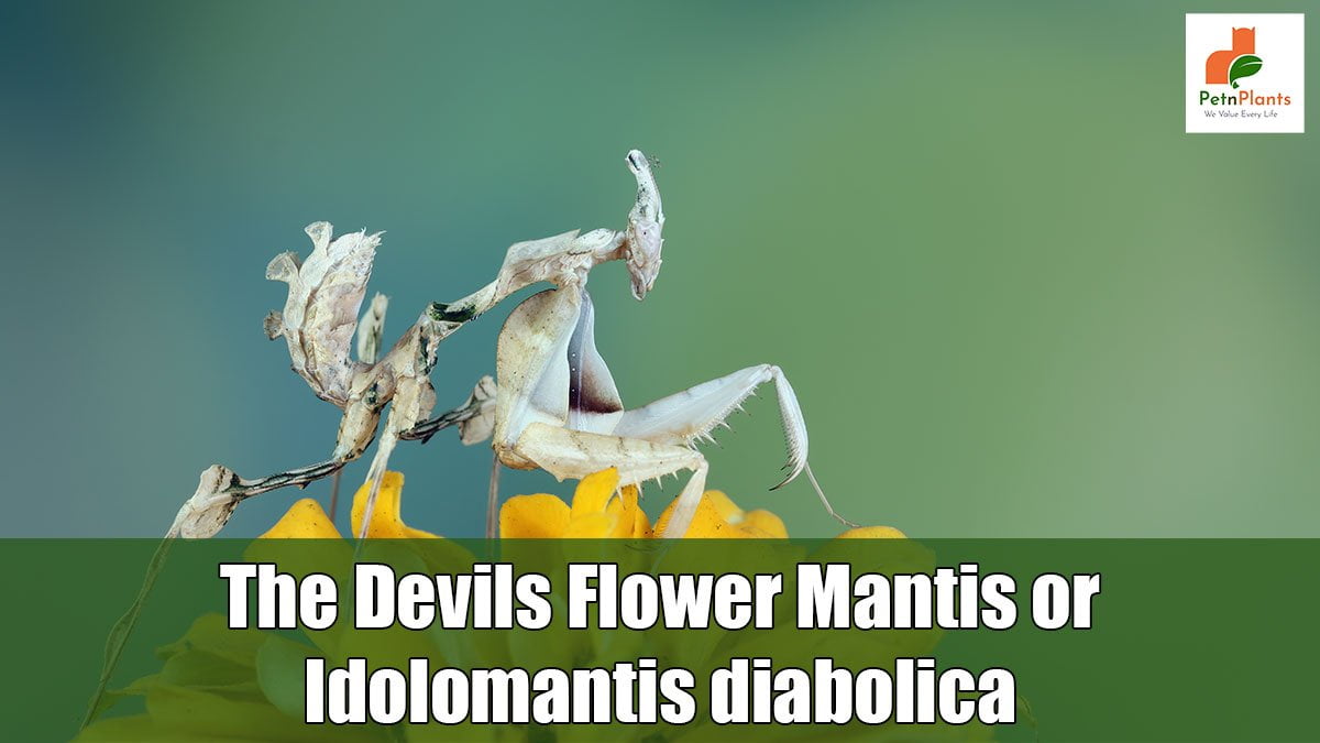 The Devils Flower Mantis or Idolomantis diabolica