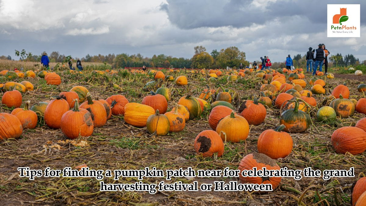 Tips for finding a pumpkin patch near for celebrating the grand harvesting festival or Halloween
