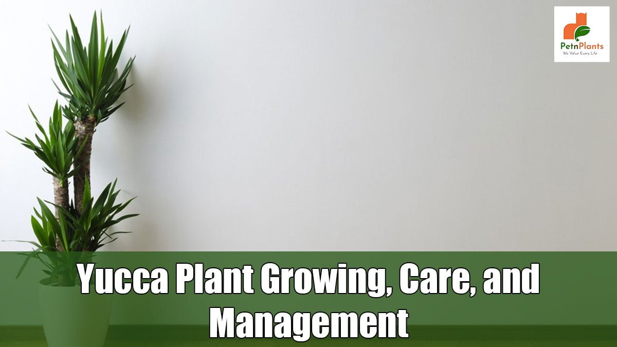 Yucca-Plant-Growing,-Care,-and-Management