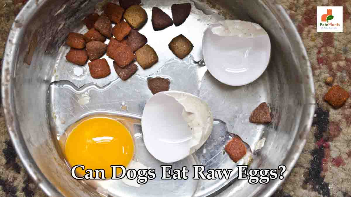 Can Dogs Eat Raw Eggs?