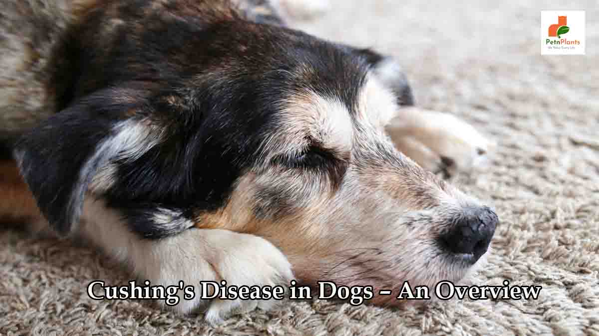 Cushing’s Disease in dogs – An Overview - Pet N Plants