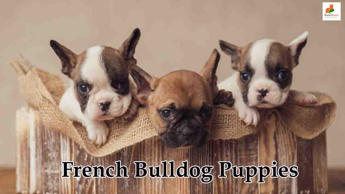 French Bulldog Puppies