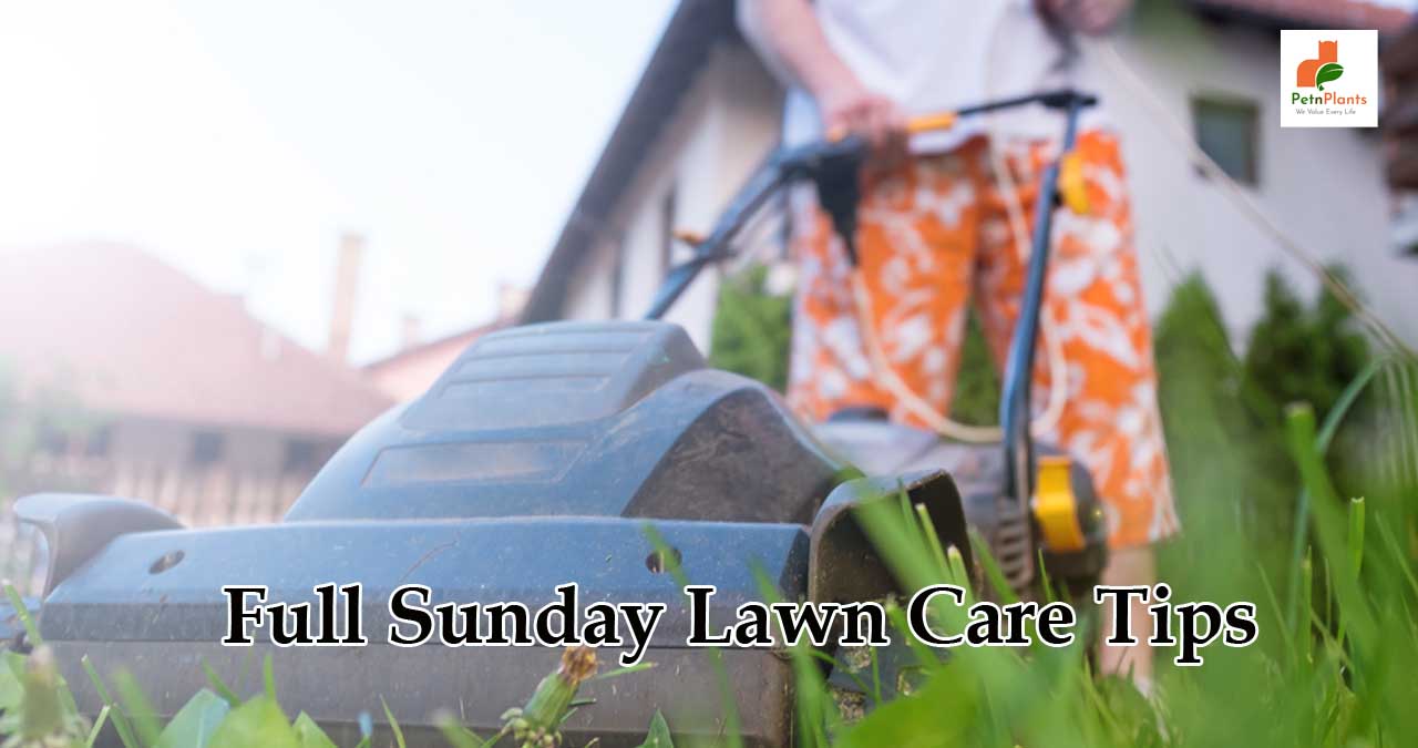 Full Sunday Lawn Care Tips