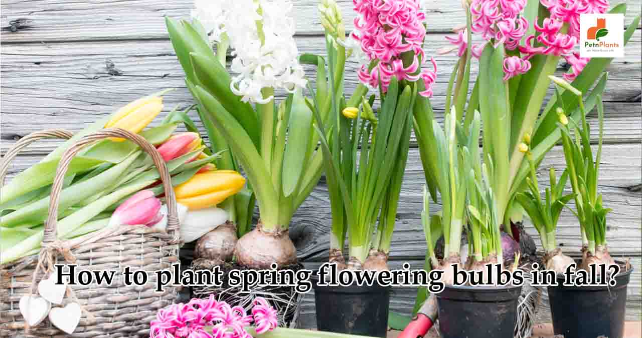 How to plant spring flowering bulbs in fall?