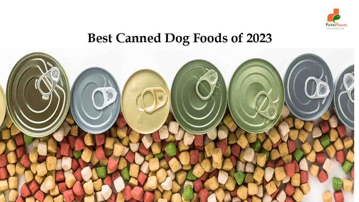 Best Canned Dog Foods of 2023